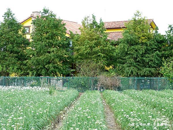 2023黃色小屋旁韭菜花田 (1).jpg