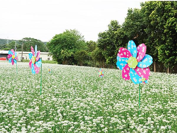 風華再現-2023桃園韭菜花季 (4).jpg