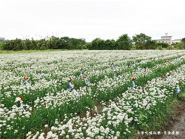 悠遊花海-2023桃園韭菜花季 (1).jpg