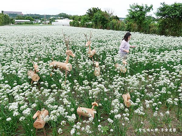 群鹿戲花-2023桃園韭菜花季 (3).jpg