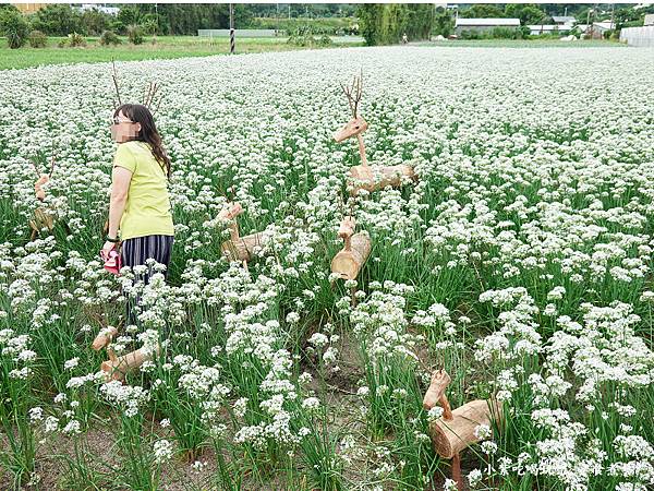 群鹿戲花-2023桃園韭菜花季 (2).jpg