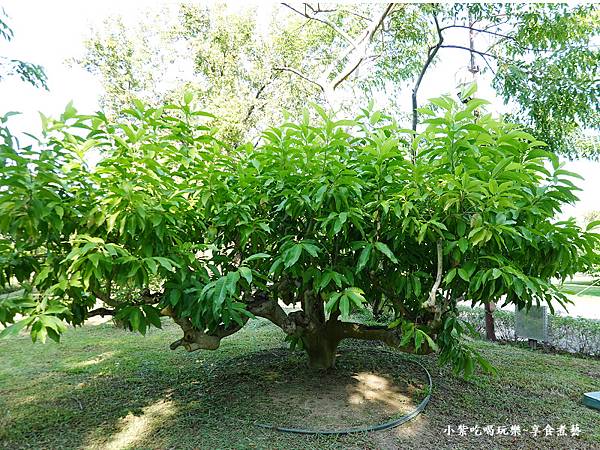 樹齡超過50歲玉蘭花-成美文化園 (1)80.jpg