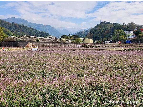 苗栗-2023獅潭仙草花節 (7).jpg