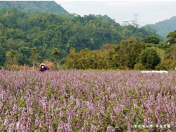 苗栗-2023獅潭仙草花節 (11).jpg