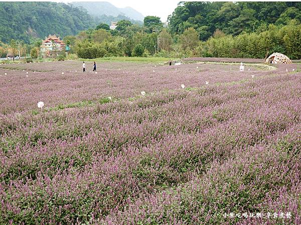 苗栗-2023獅潭仙草花節 (13).jpg