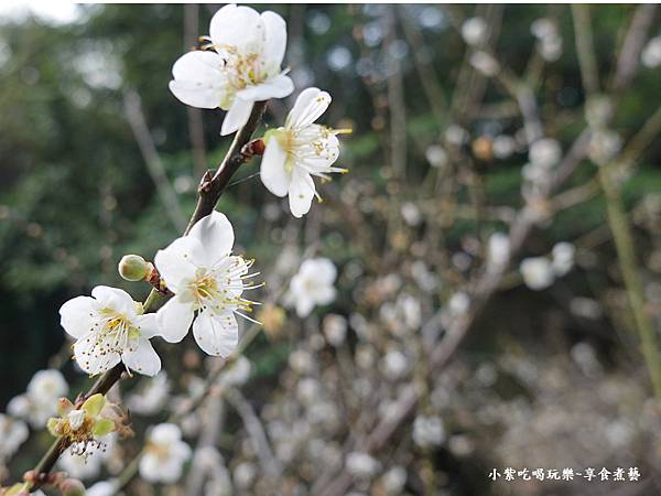 台中-新社梅花隧道 (20).jpg