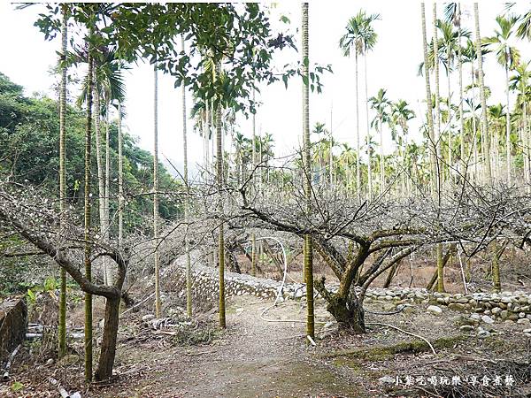 台中-新社梅花隧道 (24).jpg