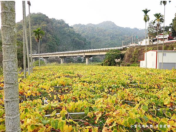 新社梅花隧道路口葡萄園.jpg