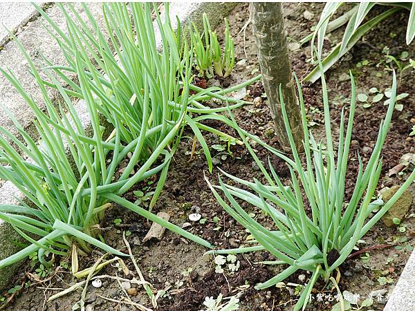 钟小勤面食馆-园艺植物草花 (2).jpg