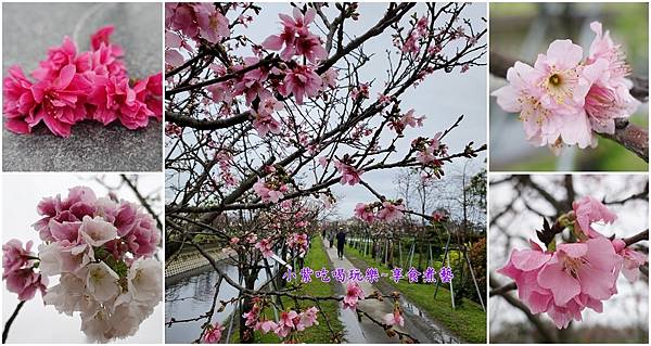 羅東-羅莊大排櫻花步道首圖.jpg