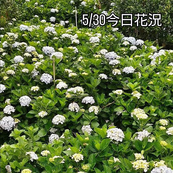 2025-530枕头山农庄农园花况.jpg
