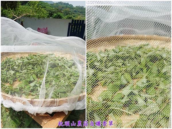 自晒香草-枕头山农庄.jpg