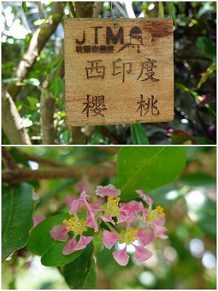 西印度樱桃-枕头山农庄.jpg