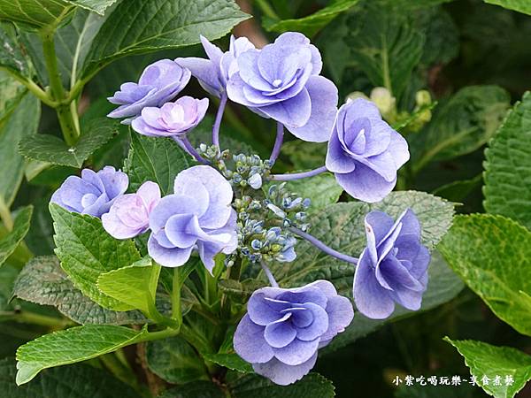 妖精之瞳绣球花-枕头山农庄 (3)23.jpg