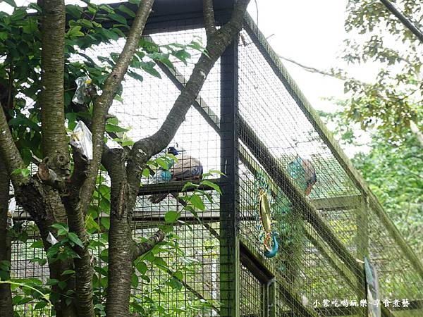 枕头山农庄孔雀园 (1).jpg