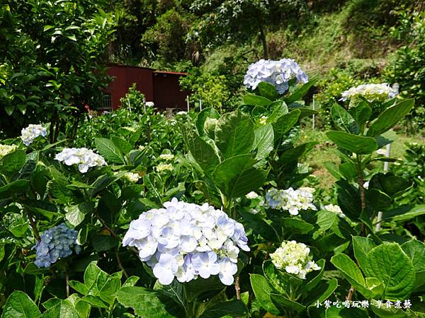 枕头山农庄-吴家果树农园绣球花季 (3).jpg