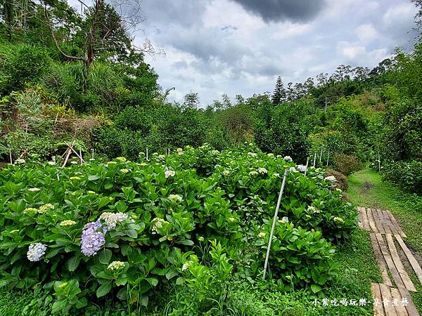 枕头山农庄-吴家果树农园绣球花季 (4).jpg