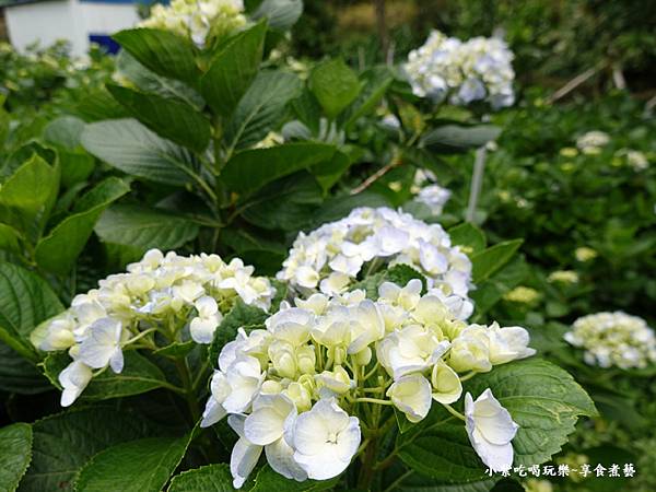 枕头山农庄-吴家果树农园绣球花季 (13).jpg