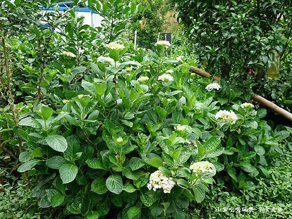 枕头山农庄-吴家果树农园绣球花季 (10).jpg
