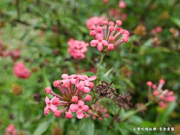 枕头山农庄-吴家果树农园绣球花季 (11).jpg