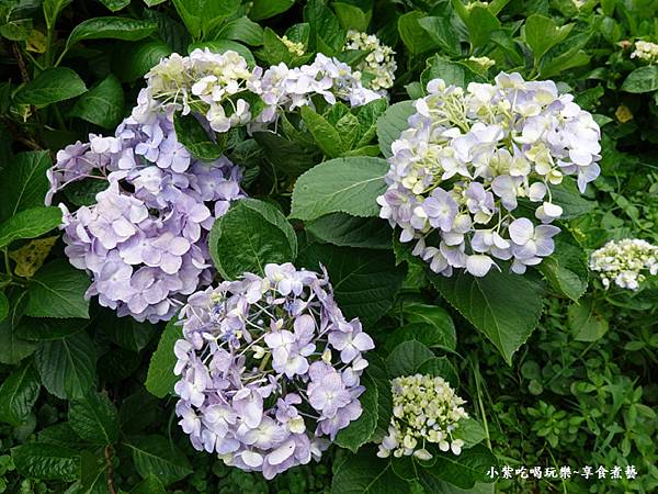 枕头山农庄-吴家果树农园绣球花季 (14).jpg