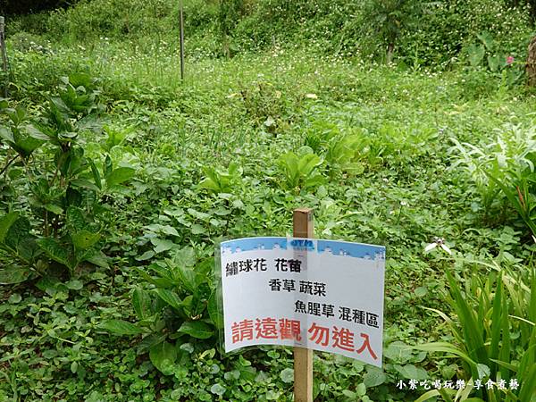 枕头山农庄-吴家果树农园绣球花季 (16).jpg