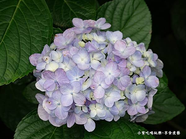 枕头山农庄-吴家果树农园绣球花季 (20).jpg