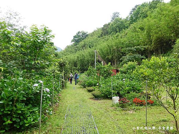 枕头山农庄-吴家果树农园绣球花季 (21).jpg