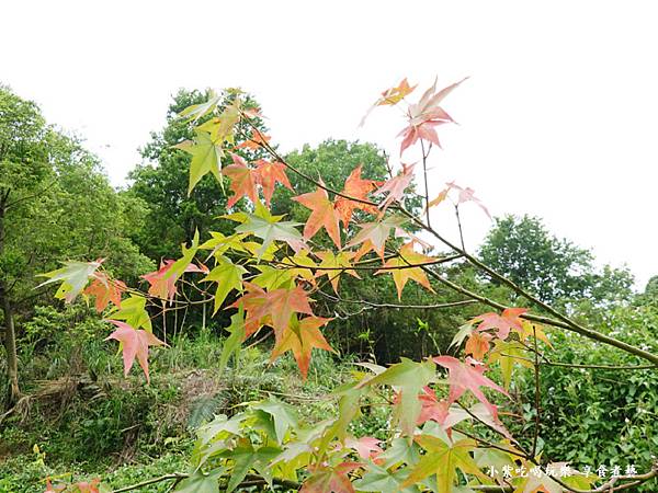 枕头山农庄-吴家果树农园绣球花季 (22).jpg