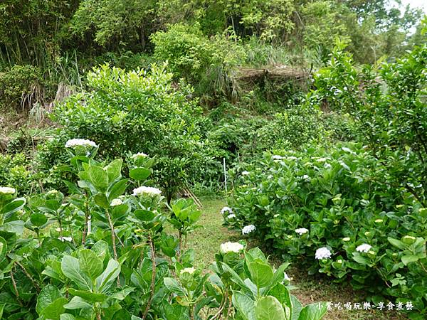 枕头山农庄-吴家果树农园绣球花季 (23).jpg