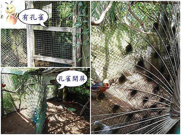 枕头山农庄餐饮区-孔雀.jpg