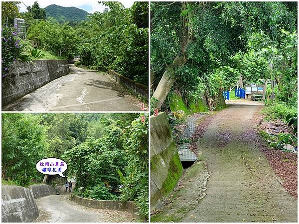枕头山农庄绣球花农园往下走1分钟.jpg