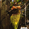 Nepenthes-of-Borneo-封背.jpg