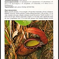 Nepenthes-of-Borneo-內頁1.jpg