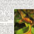 Nepenthes-of-Borneo-內頁1-s.jpg