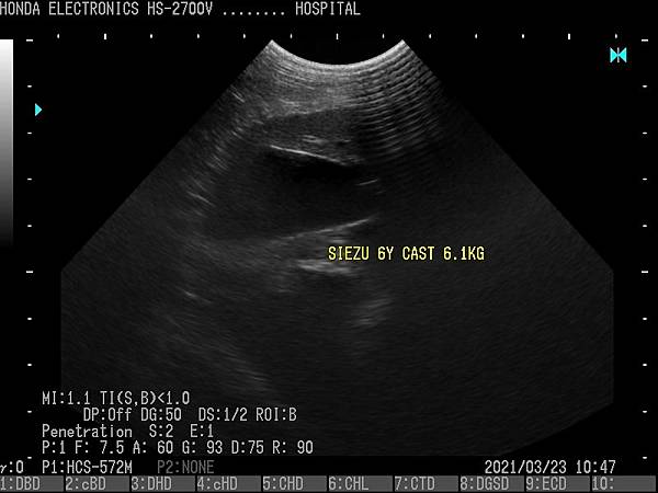 西施犬膽囊杜普勒動物用彩色超音波 西施犬膽囊杜普勒動物用彩色超音波