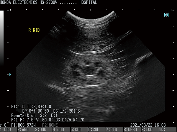 肝臓（犬）杜普勒動物用彩色超音波