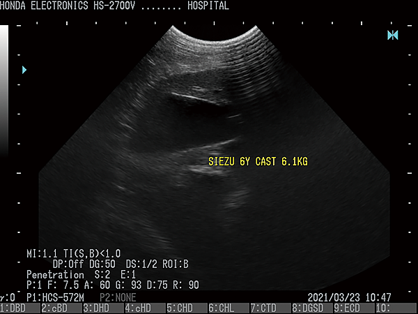 胆のう(犬)杜普勒動物用彩色超音波 胆のう(犬)杜普勒動物用彩色超音波