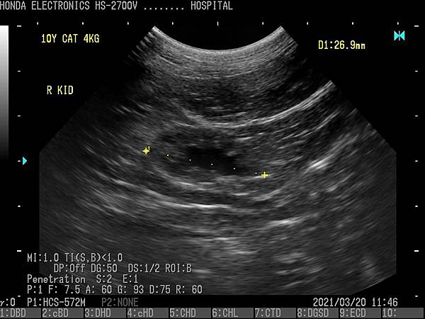 腎臓(猫)、杜普勒動物用彩色超音波 腎臓(猫)杜普勒動物用彩色超音波