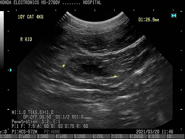 腎臓（猫)杜普勒動物用彩色超音波