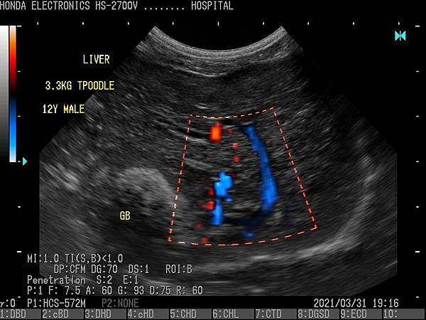 貴賓犬肝臟杜普勒動物用彩色超音波 貴賓犬肝臟杜普勒動物用彩色超音波