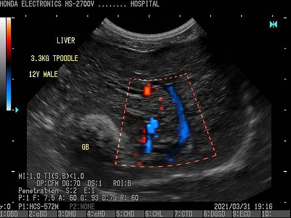 貴賓犬肝臟杜普勒動物用彩色超音波