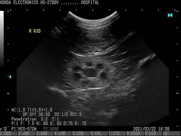 貴賓犬肝臟-2杜普勒動物用彩色超音波 貴賓犬肝臟-2杜普勒動物用彩色超音波