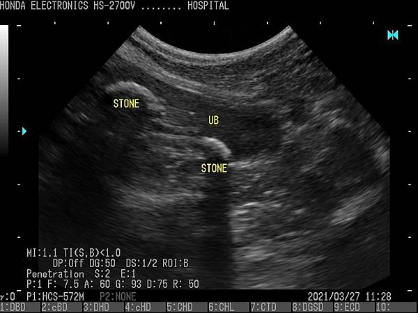 貴賓犬膀胱杜普勒動物用彩色超音波 貴賓犬膀胱杜普勒動物用彩色超音波