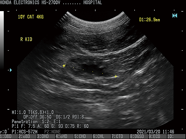 貓腎臟杜普勒動物用彩色超音波 貓腎臟杜普勒動物用彩色超音波