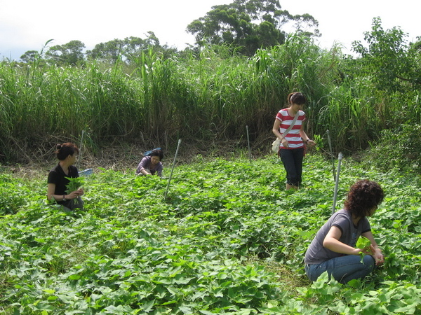 20081012大屯溪農場 008.JPG