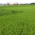 五福二區水稻田