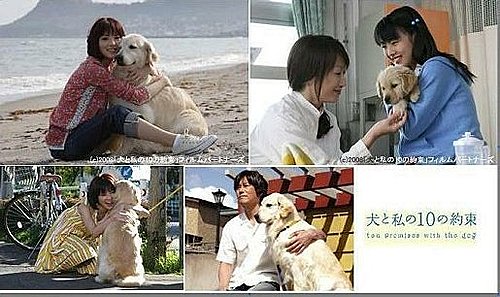 犬と私の10の約束愛犬十誡電影版值得一看再看的感人好片 Dudu樂園 痞客邦 犬と私の10の約束愛犬十誡電影版值得一看再看的感人好片 Dudu樂園 痞客邦