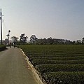 26. 吃完米粉, 沿茶香步道緩緩南行