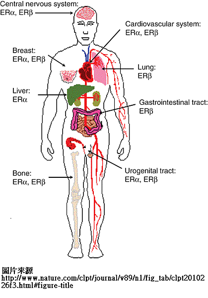 雌激素身體作用意示圖.gif